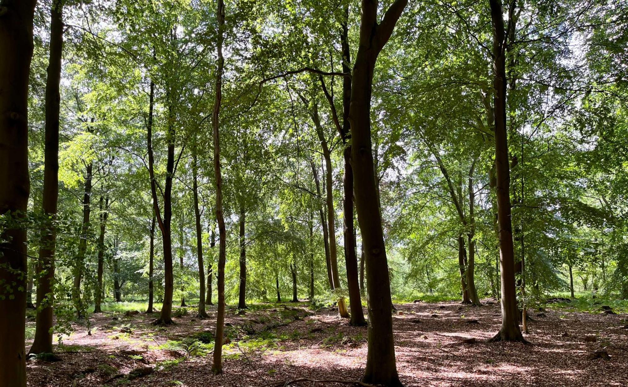 Landzicht Natuur Rust En Ruimte Oosterwolde  Bagian luar foto